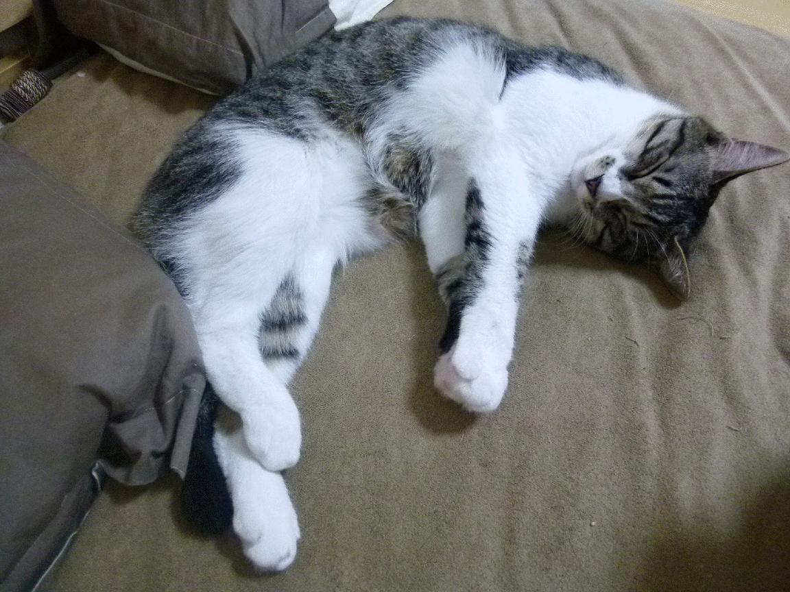 KPL选手退役转型：他们的新选择是什么？，kpl职业退役选手有哪些